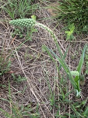 Albuca virens virens
