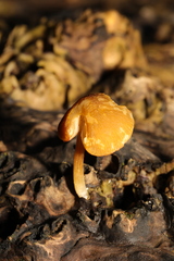 Pluteus romellii