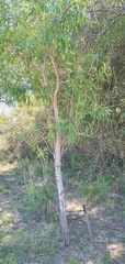 Sapium haematospermum