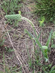 Albuca virens virens