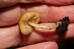 Pluteus romellii