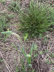 Albuca virens virens