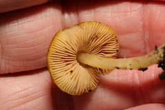 Pluteus romellii