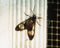 Pheia lateralis