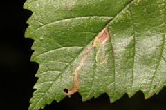 Stigmella ulmivora