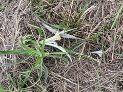 Helichrysum nudifolium