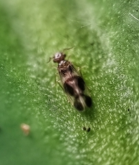 Amphipsocidae
