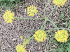 Afrosciadium magalismontanum