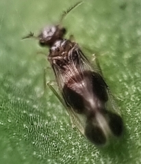Amphipsocidae
