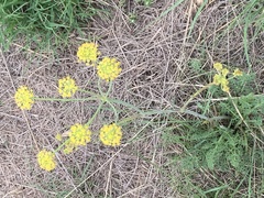 Afrosciadium magalismontanum