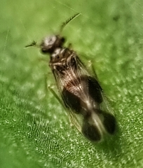 Amphipsocidae