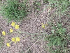 Afrosciadium magalismontanum