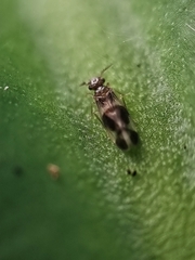 Amphipsocidae