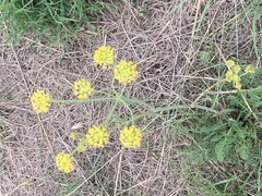 Afrosciadium magalismontanum