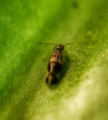 Amphipsocidae