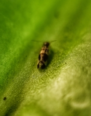 Amphipsocidae