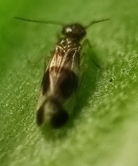 Amphipsocidae