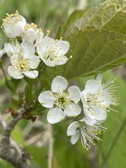 Prunus maximowiczii