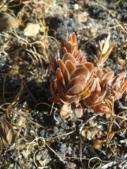 Crassula undulata
