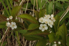 Prunus maximowiczii