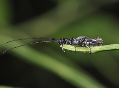 Theophilea subcylindricollis