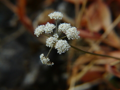Apiaceae