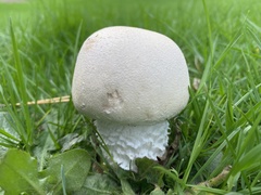 Agaricus arvensis
