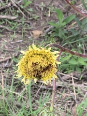 Berkheya radula