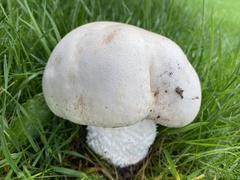 Agaricus arvensis
