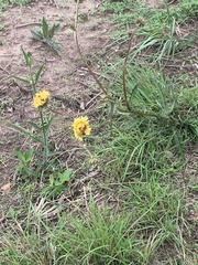 Berkheya radula