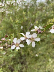 Leptospermum laevigatum