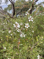 Leptospermum laevigatum