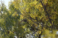 Erithacus rubecula rubecula