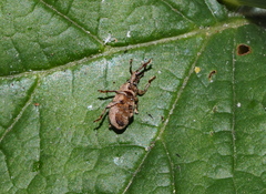 Mesagroicus piliferus