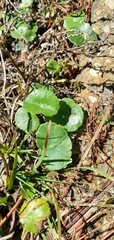 Hydrocotyle bonariensis
