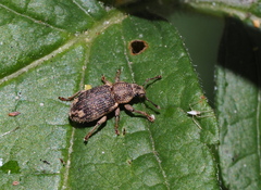 Mesagroicus piliferus