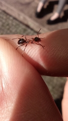 Formica rufibarbis