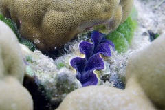 Tridacna crocea
