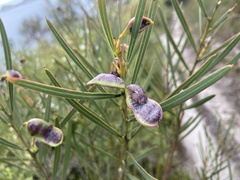 Acacia suaveolens