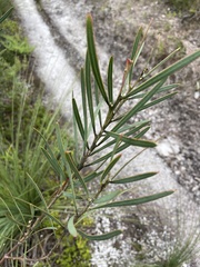 Acacia suaveolens