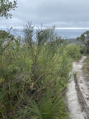 Acacia suaveolens