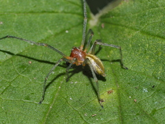 Cheiracanthium punctorium