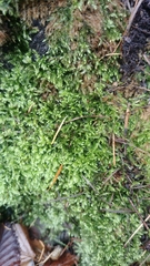 Eurhynchium angustirete
