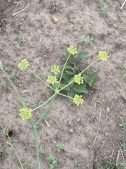 Afrosciadium magalismontanum