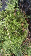 Eurhynchium angustirete