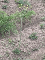 Afrosciadium magalismontanum