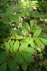 Vaccinium smallii