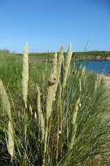 Ammophila arenaria
