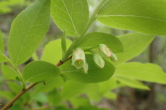 Vaccinium smallii