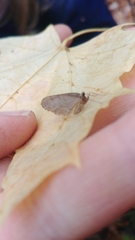 Operophtera fagata
